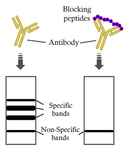 MYPT1 Peptide